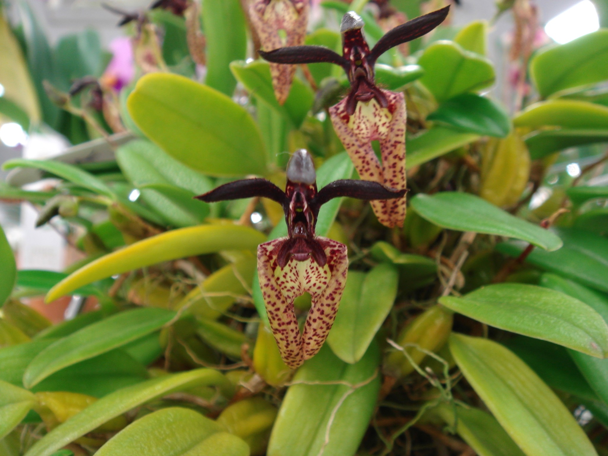 HOA PHONG LAN VIỆT VIETNAM ORCHIDS Bulbophyllum